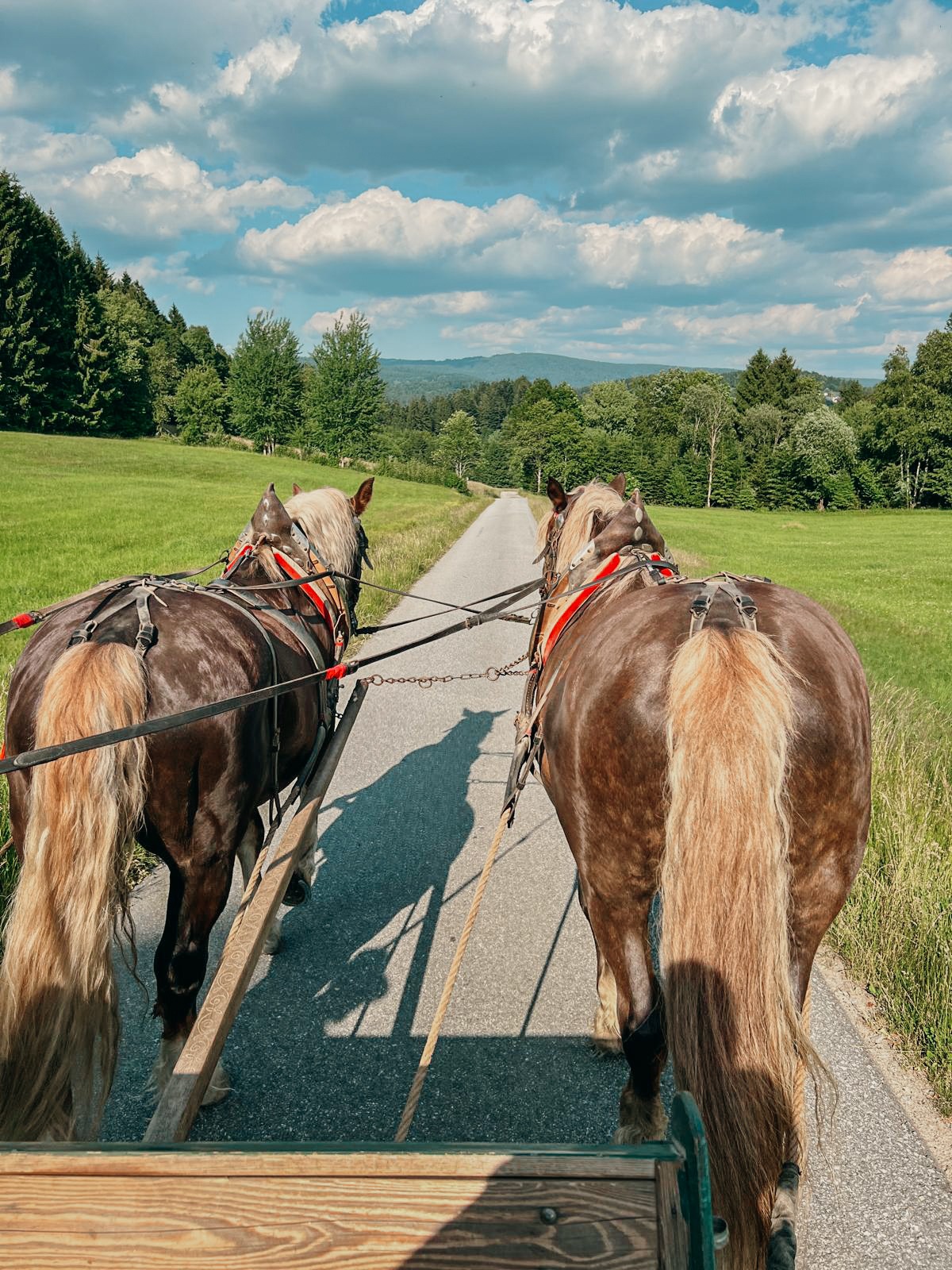 pferdekutschenfahrt-freyung-grafenau_sommer-5 Pferdekutschenfahrt im Bayerischer Wald