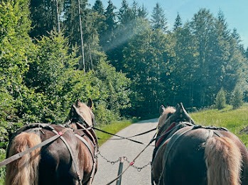 pferdekutschenfahrt-freyung-grafenau_sommer Pferdekutschenfahrt Bayerischer Wald im Winter